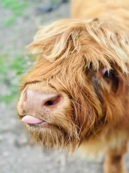 TSS Earnslaw Cruise & Walter Peak Farm Tour - Queenstown