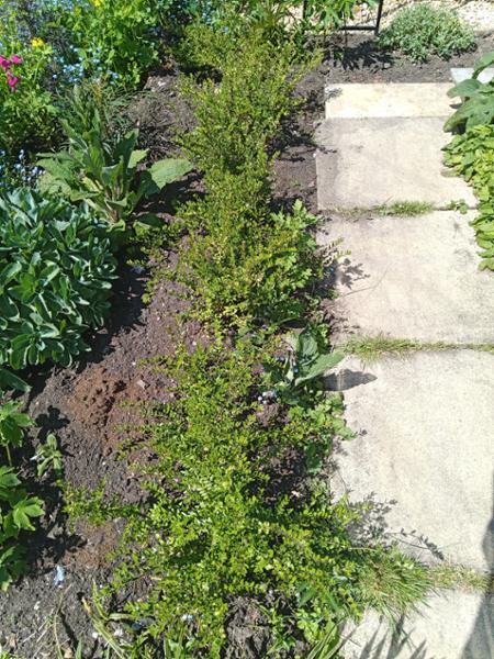 Great plants supplied
