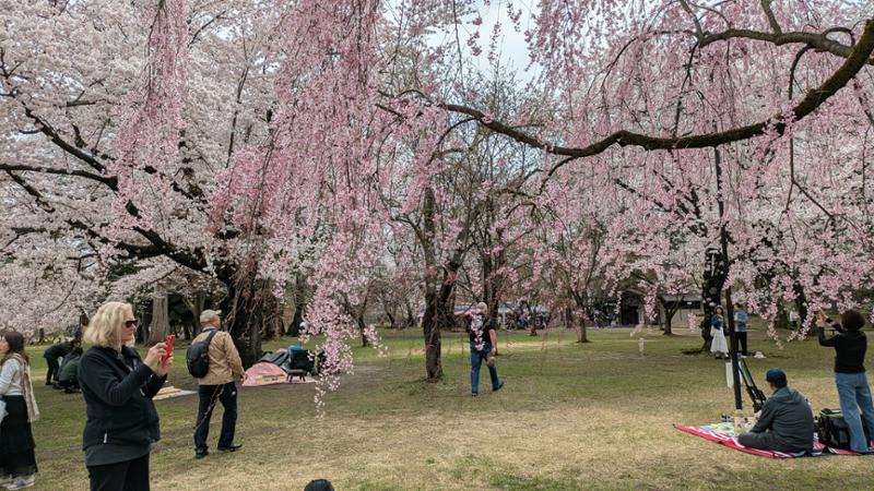 Amazing Japan
