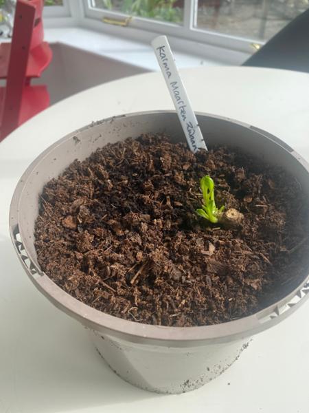 Karma Maarten Zwaan' Dahlia Tubers. Hand-graded, Premium Size
