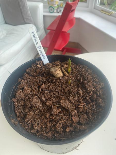 Karma Prospero' Dahlia Tubers. Hand-graded, Premium Size