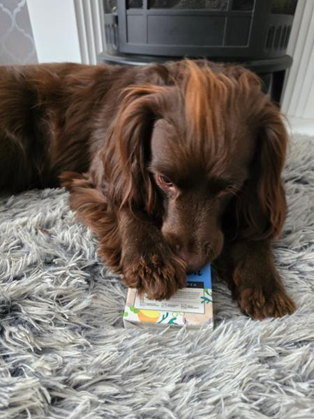 Wet Dog Food Multipack | Hypoallergenic | Fish Potato And Pea | 12 x 375g | Grain-Free Low Fat Wet Food For Dogs | Pooch & Mutt | Vet Recommended