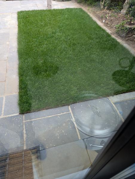 Lush looking grass
