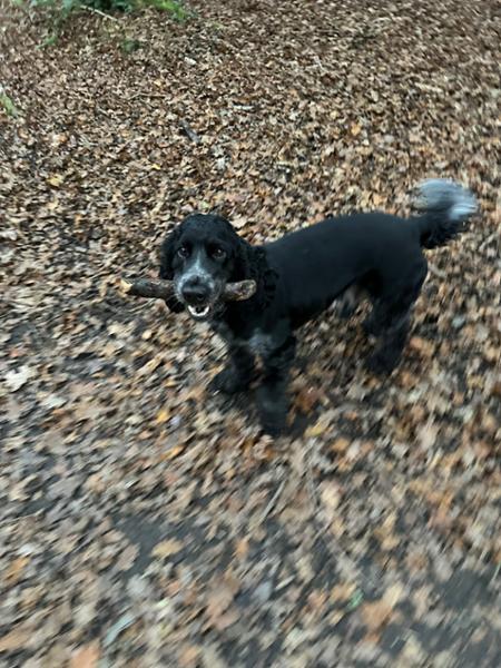 Happy, healthy dog