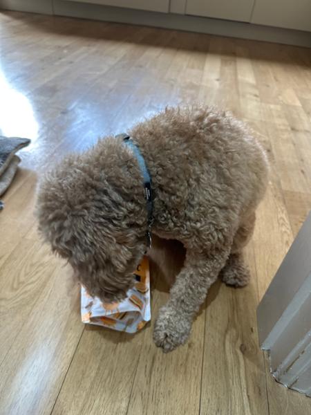 BBQ Beef Jerky for Dogs | 90% Baltic Beef | 90g | High Protein Dog Treats | Grain-Free | Pooch & Mutt
