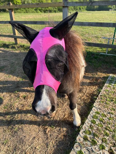 Mini Shetland fly mask