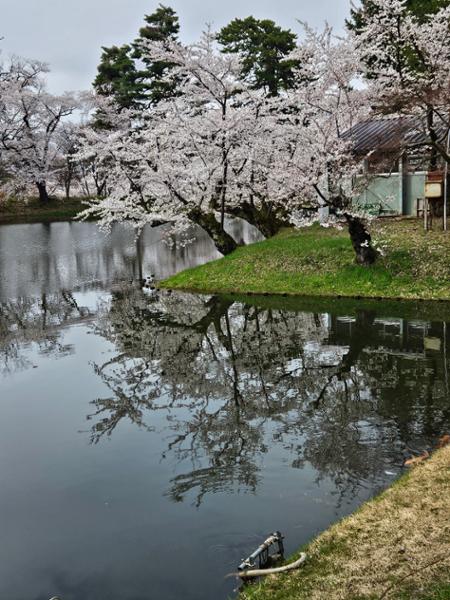 Majestic Experience in Japan!