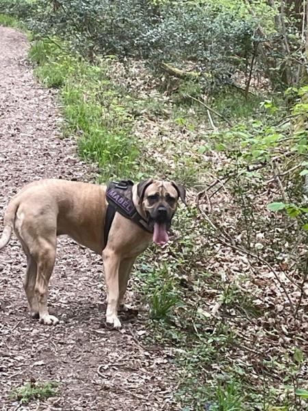 Cane Corsa Mabel. review woof