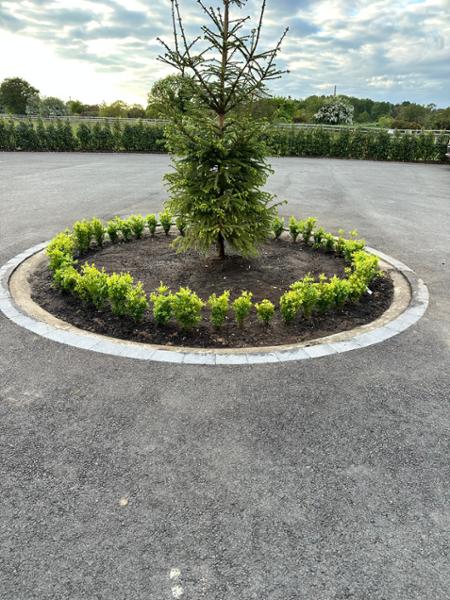 Box Hedge