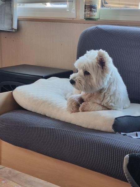One happy westie