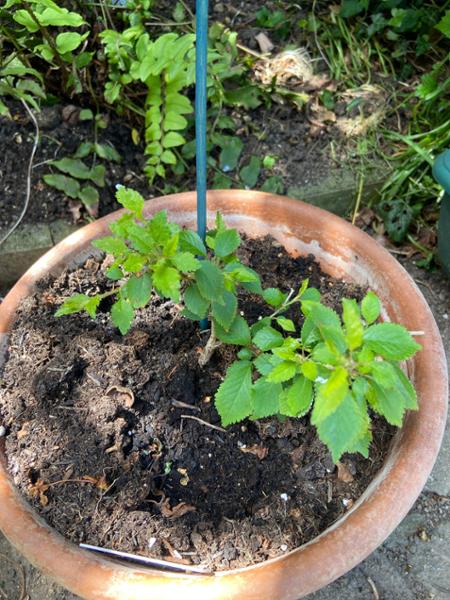 Great plants