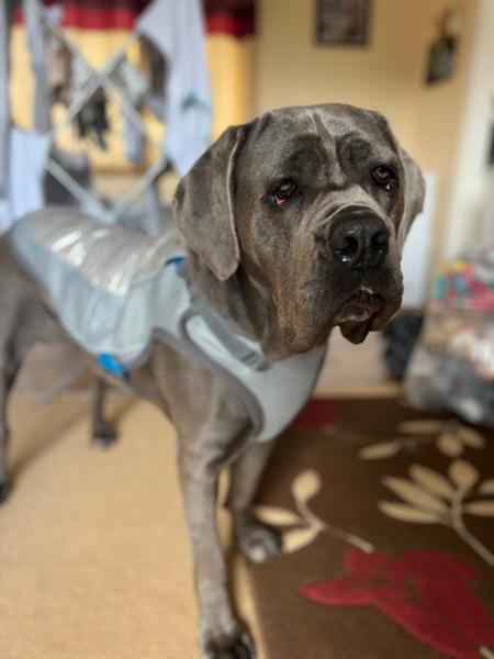 Dog Cooling Vest - ClimaCOOL Jacket - LG - Springer/Dalmation - George Barclay