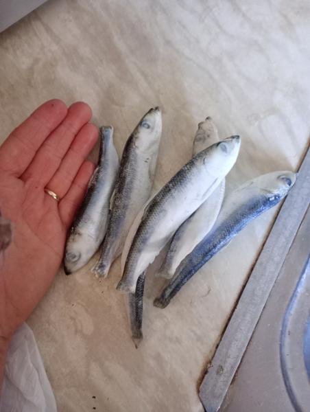 1kg Premium Frozen Sprats / Herring