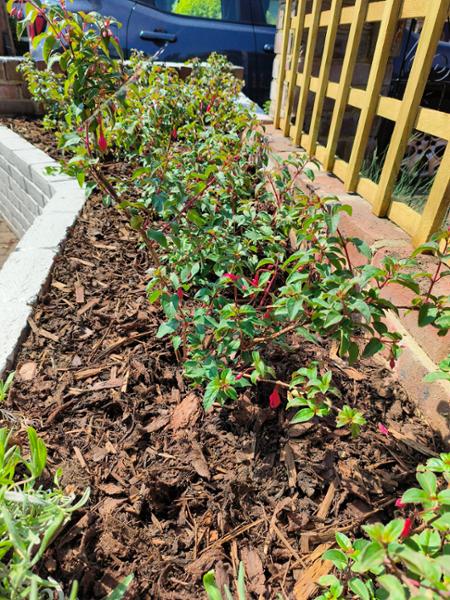 Great plants and service