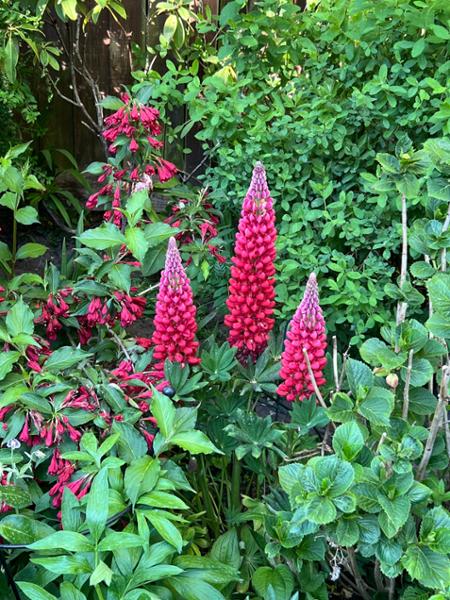 Lupinus Beefeater 5L