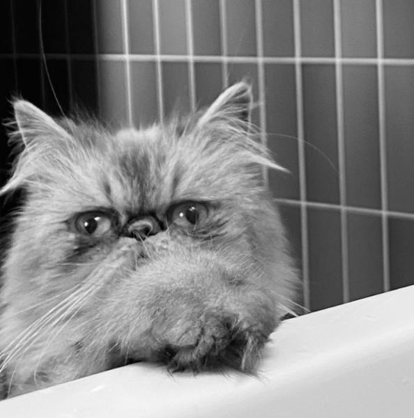 Difficult Fussy Cat too set
