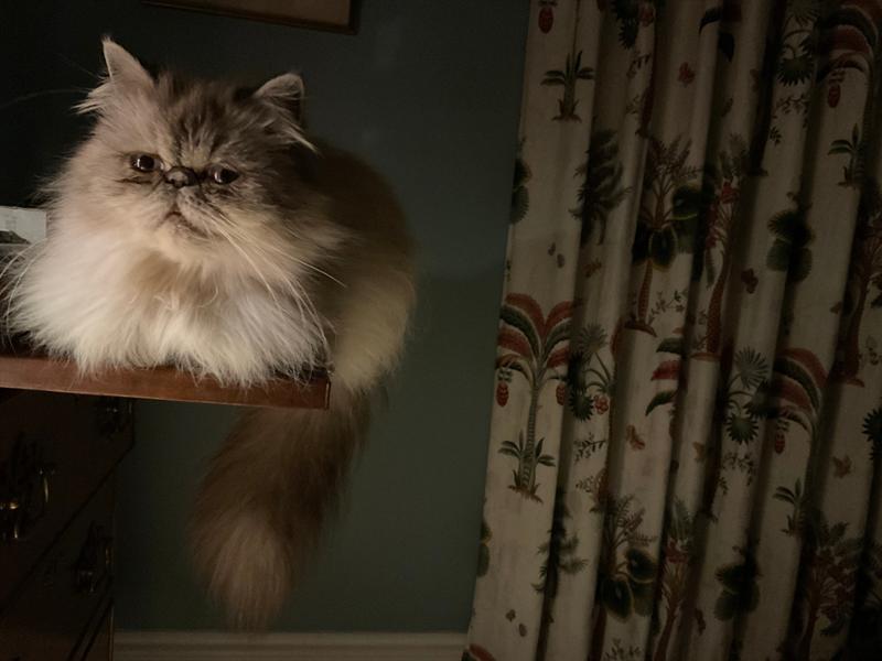 Difficult Fussy Cat too set