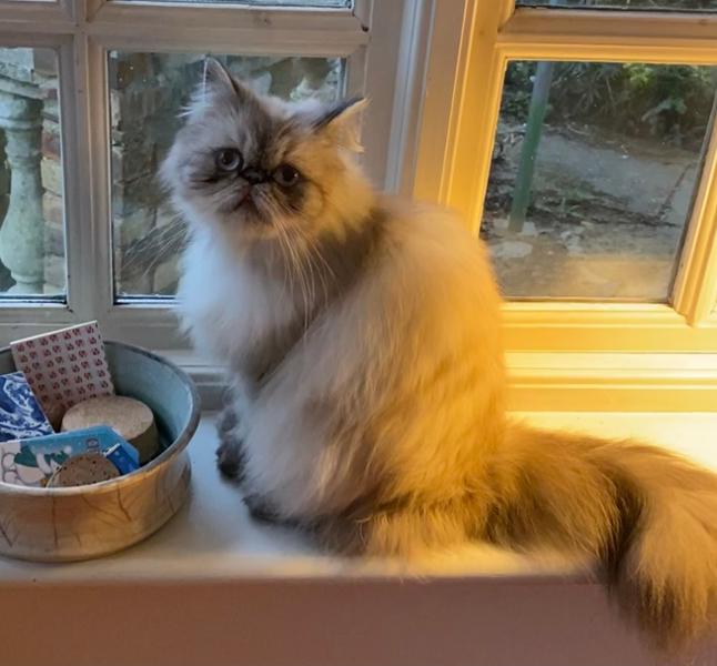 Difficult Fussy Cat too set
