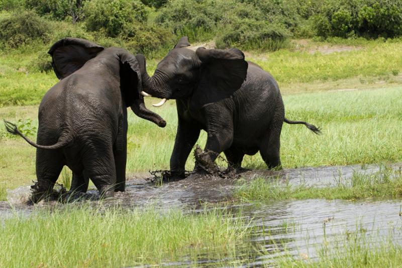 Great Botswana safari!!!