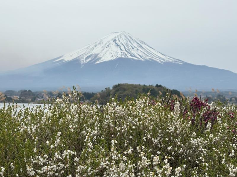 Japan in the Spring