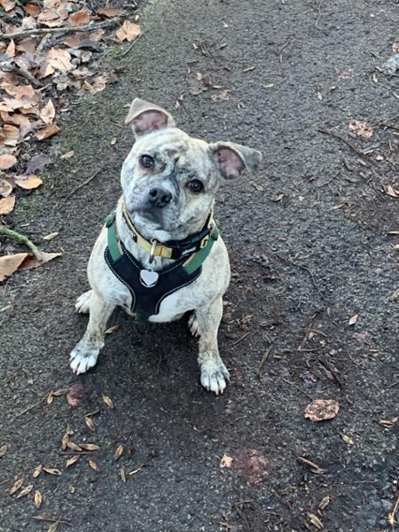 Happy customer happy pooch !