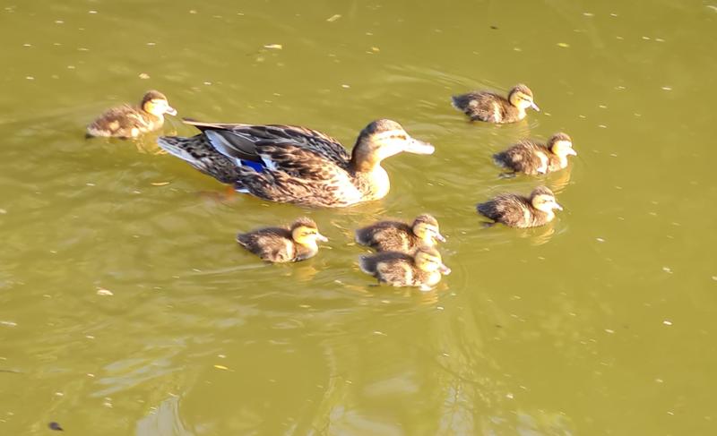 A good week on the Bradford and Avon Canal
