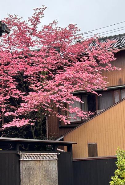 Cultural Treasures of Japan on 05/26/2025
