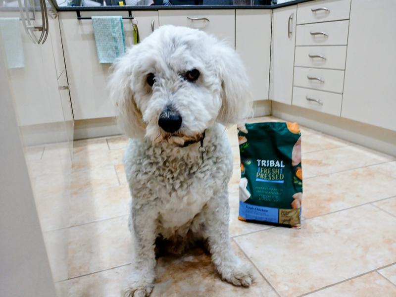 Great Dog Food