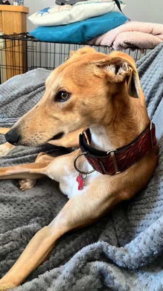 Supadog Greyhound & Lurcher with Chicken