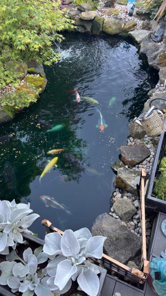 Probiotic Koi food