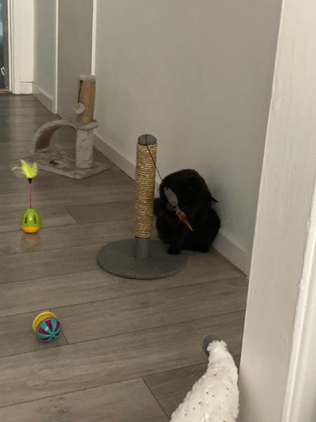 Webbox Interactive Cat Toy Bundle