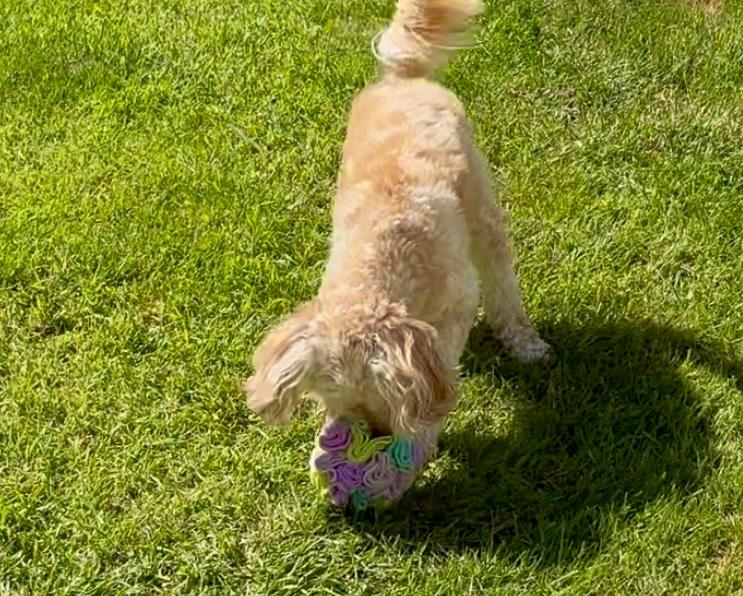 Dog Snuffle Ball | Fun Puzzle Toy For Dogs | Machine Washable | Pooch & Mutt | Made From 75% Recycled Materials