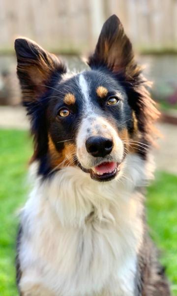 Canagan Light / Senior kibble…