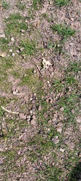 Turf and Lawn seeding topsoil purchase