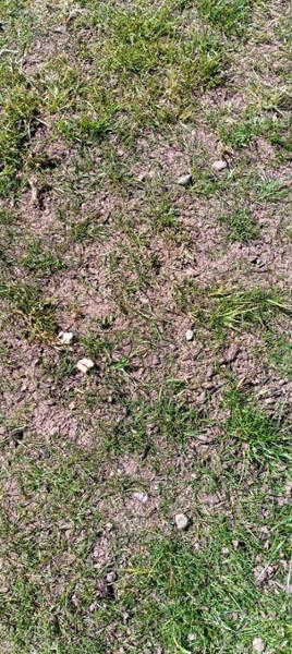 Turf and Lawn seeding topsoil purchase