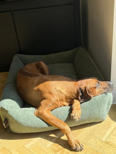 Happy pooch!