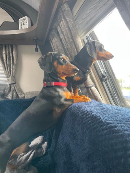 Dogs love it