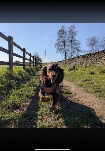 Optimum Cold Pressed Dog Food with TurmerAid 5kg