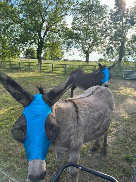 Donkey Fly Masks