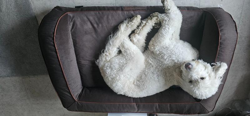 Great bed