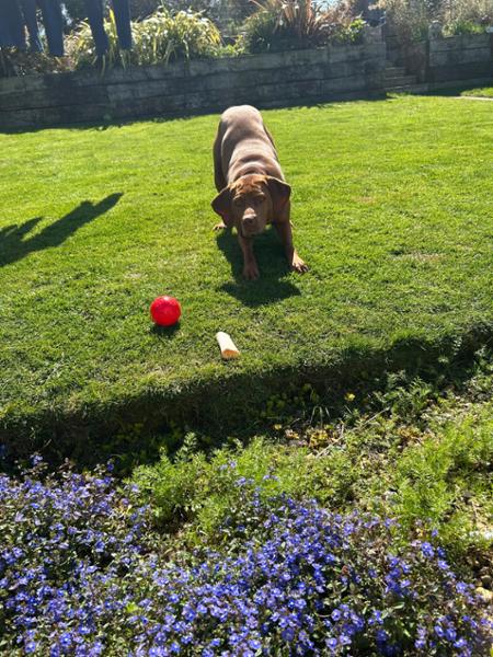 Squeaky Ball Dog Toy
