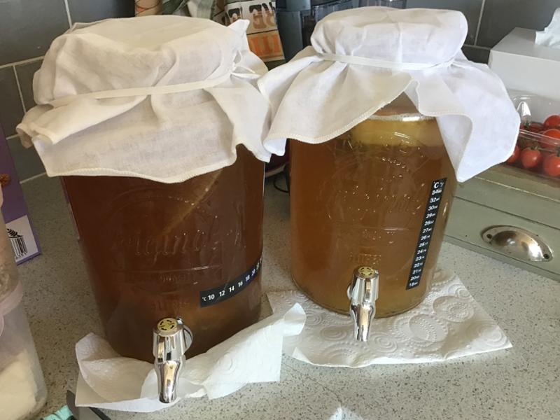 Continuous Brewing scoby pack certified Organic