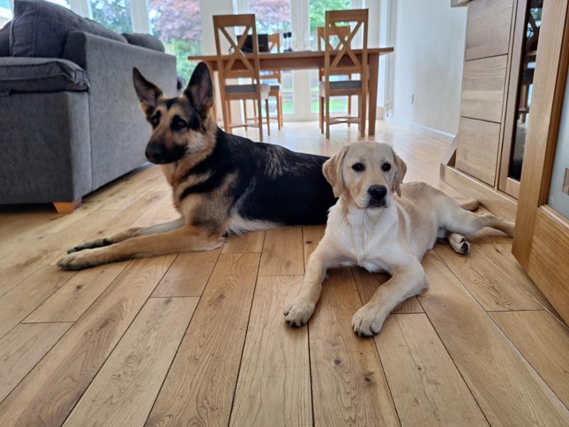 A very happy and healthy german shepherd. Thank you pouch & mutt