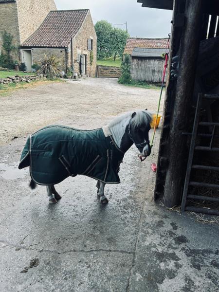 Looks fantastic in his stable rug