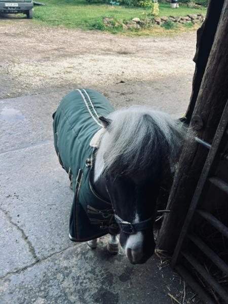 Looks fantastic in his stable rug