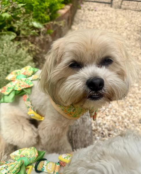 Dog Butterfly Bow Tie: Notting Hill Lemongrass