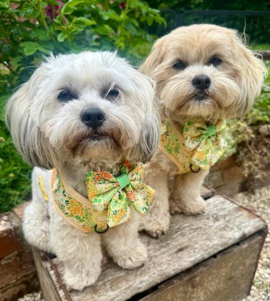 Adjustable Dog Harness: Notting Hill Lemongrass