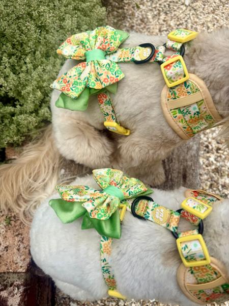 Adjustable Dog Harness: Notting Hill Lemongrass
