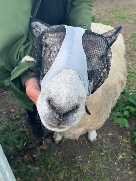 Baaaarrrgin