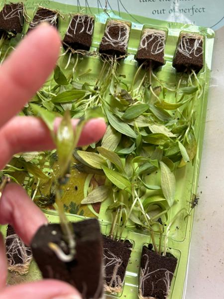 Plants almost dead